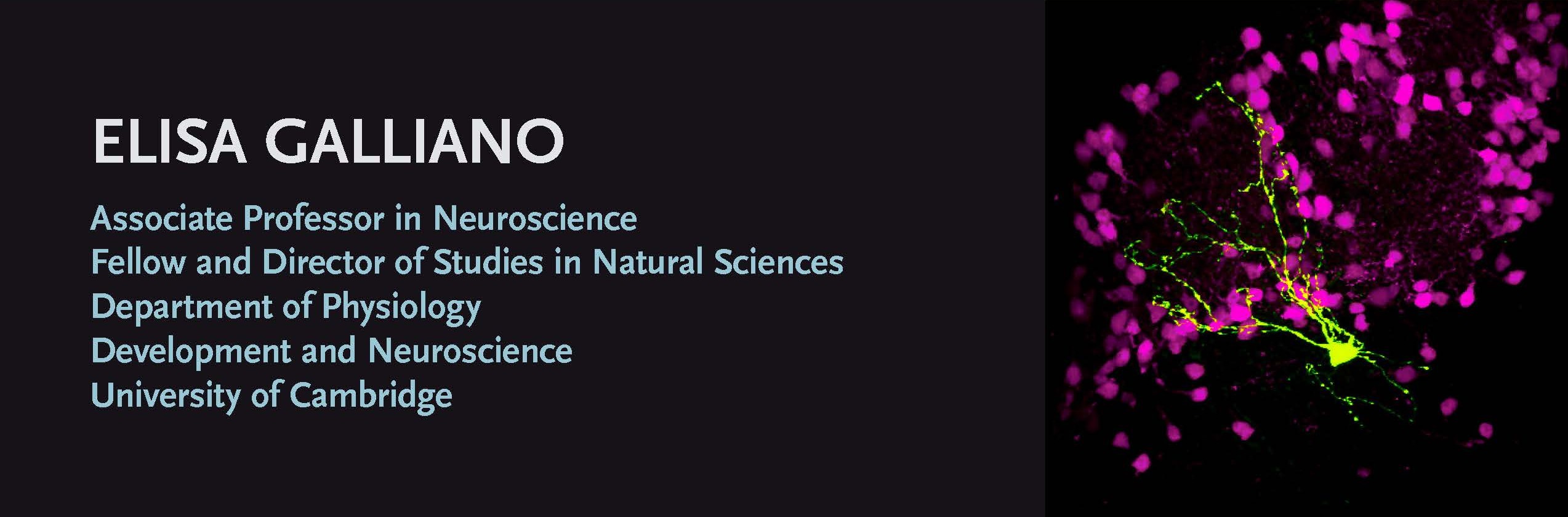 Chasing dopamine off the beaten path: A smells, heterogeneity, plasticity and learning story